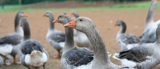 Aviculteurs : baisse du niveau de risque de grippe aviaire