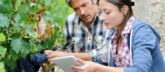 Viticulteurs : plus que quelques jours pour télédéclarer sa production