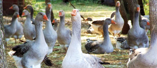 Aviculteurs : renforcement des mesures de biosécurité