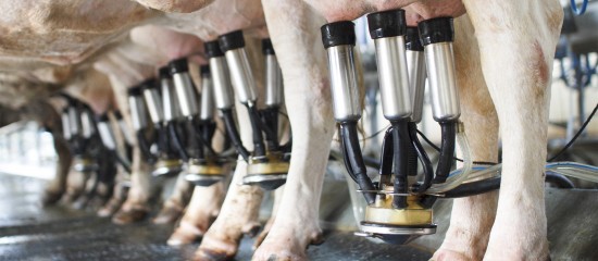 Producteurs laitiers : durée des contrats de vente de lait