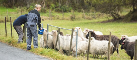 Éleveurs d'ovins et de caprins : montant des aides 2017