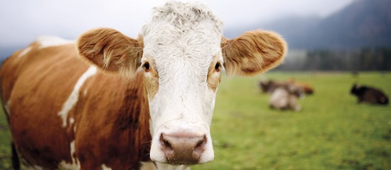 Élevage bovin : lutte contre la fièvre catarrhale ovine