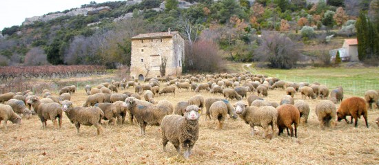 Élevages bovin et ovin : fin des aides complémentaires