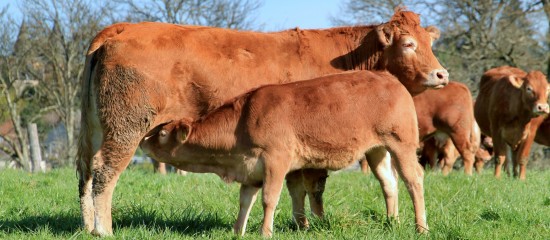 Élevage bovin : aides bovines 2017