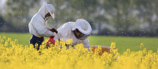 Apiculteurs : suspension d'insecticides à base de sulfoxaflor