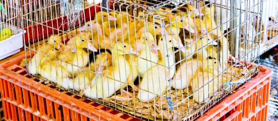 Aviculteurs : dépistage de la grippe aviaire