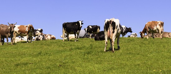 Éleveurs de bovins : indemnisation en cas d'abattage diagnostique