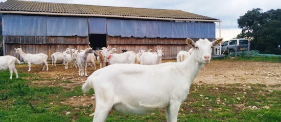 Éleveurs : montant définitif des aides animales 2018