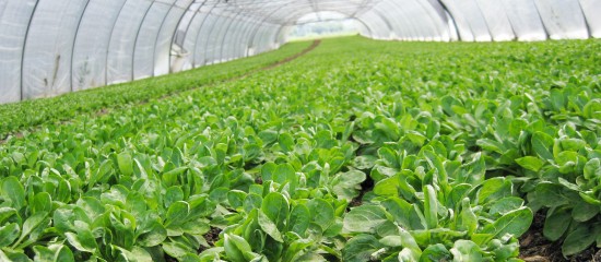 Maraîchers : interdiction de l'usage de produits à base de métam-sodium