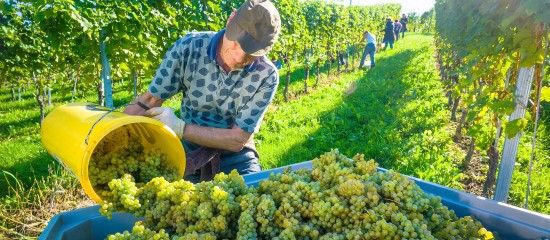 Viticulteurs : déclarez votre production !