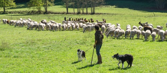 Éleveurs d'ovins et de caprins : montant des aides 2018