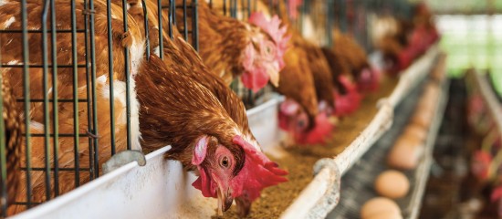 Aviculteurs : installations d'élevage de poules pondeuses