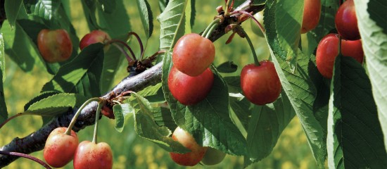 Arboriculteurs : aides à la production de fruits transformés