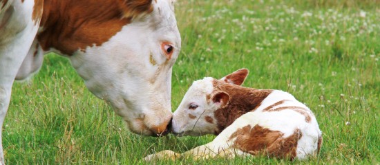 Éleveurs de bovins : aides aux veaux sous la mère et aux veaux bio