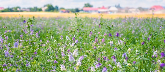 Producteurs de semences : montant des aides couplées 2018