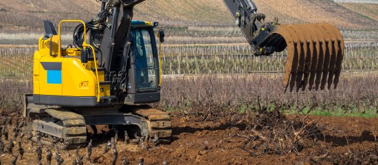 Viticulteurs : déclaration d'intention de plantation ou d'arrachage de vignes