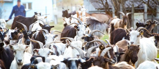 Éleveurs d'ovins : baisse du montant de l'aide 2018