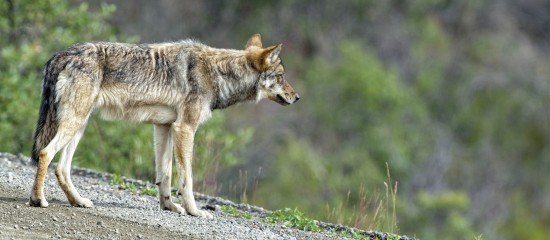 Éleveurs : indemnisation des dégâts causés par le loup