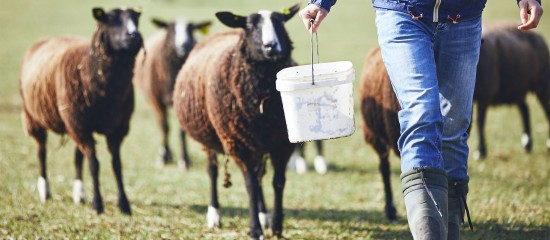 Éleveurs : montant des aides animales 2019