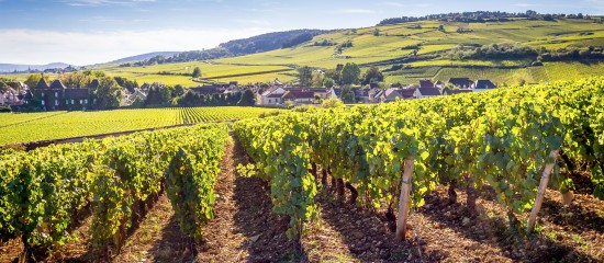 Viticulteurs : renonciation du bailleur à l'accession des plantations