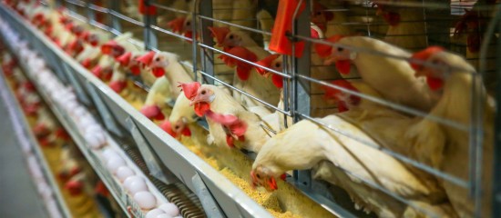 Aviculteurs : installation d'élevages de poules pondeuses en cage