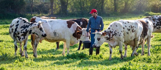 Éleveurs de bovins : revalorisation du montant des aides 2019