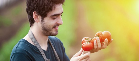 Maraîchers : des mesures d'autocontrôle pour contrer l'avancée du virus de la tomate