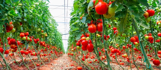 Producteurs de tomates : une indemnisation en cas de destruction des plants pour cause de virus