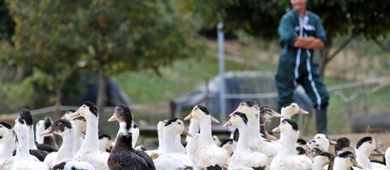 Aviculteurs : prévention de la grippe aviaire