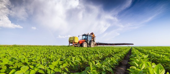 Producteurs de betteraves : l'usage de néonicotinoïdes autorisé mais limité