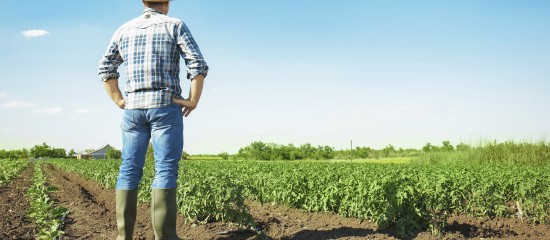 Bail rural : gare au contenu d'un congé pour reprise !