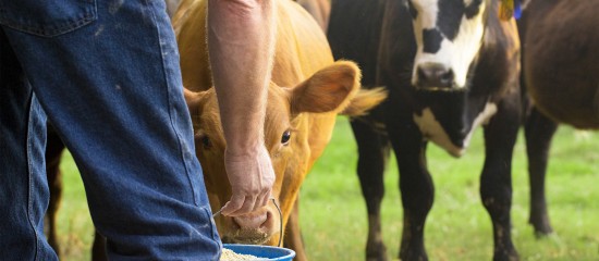 Éleveurs de bovins : aides aux veaux sous la mère et aux veaux bio 2020