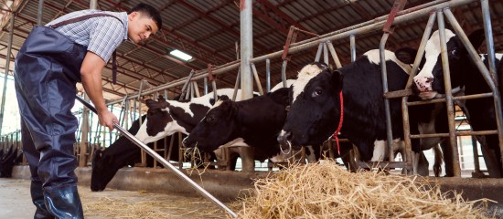 Éleveurs de bovins : une aide financière pour la filière