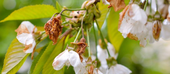 Arboriculteurs : une avance sur l'aide calamités agricoles pour les victimes du gel