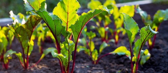 Producteurs de betteraves : les alternatives aux néonicotinoïdes selon l'Anses