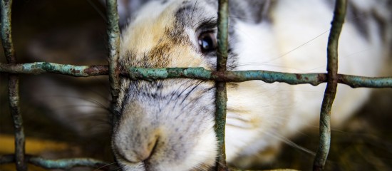 Éleveurs de lapins ou de volailles : vers la fin de l'élevage en cage ?