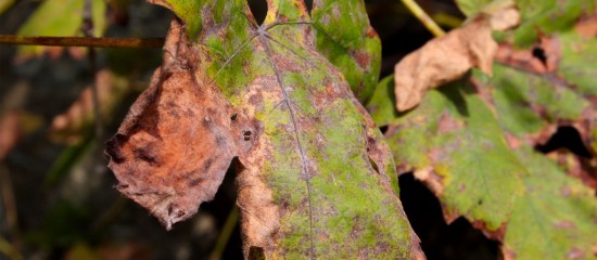 Viticulteurs : augmentation de la quantité de cuivre autorisée pour lutter contre le mildiou