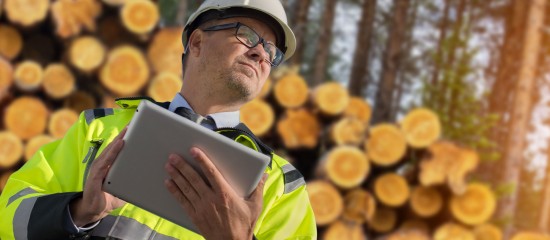 Sylviculteurs : prolongation de l'aide financière aux bois infestés par des scolytes