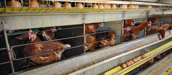 Aviculteurs : interdiction de nouvelles installations d'élevages de poules pondeuses en cage