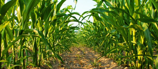 Agriculture biologique : du nouveau pour le crédit d'impôt !