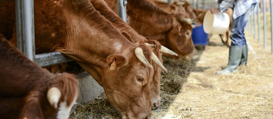 Éleveurs bovins : revalorisation du montant des aides 2021