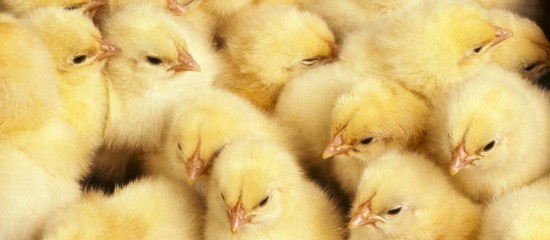 Aviculteurs : interdiction du broyage des poussins mâles