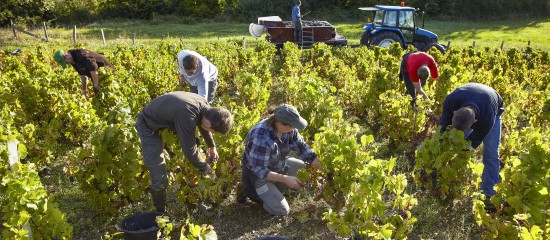 Travailleurs agricoles occasionnels : une option pour la réduction Fillon d'ici fin mars