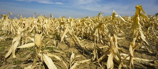 Agriculture : un nouveau régime pour l'assurance récolte