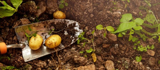 Toutes cultures : quelles sont les cultures non-attractives pour les pollinisateurs ?