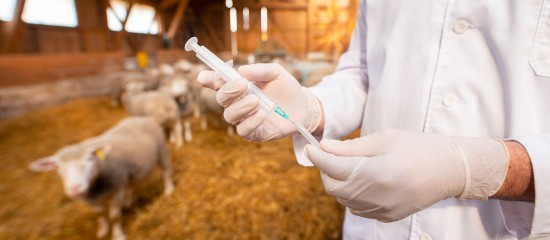 Éleveurs : l'importation de viandes aux antibiotiques de croissance est interdite