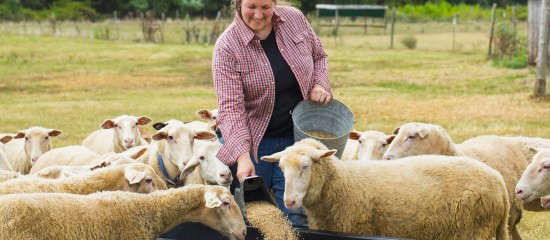 Éleveurs : une aide à l'achat d'aliments pour animaux