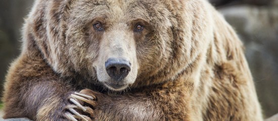 Éleveurs ovins : les tirs pour effaroucher les ours sont permis