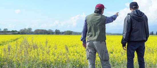 Résiliation d'un bail rural pour cause d'arrachage d'une haie