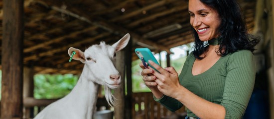 Éleveurs : montant des aides animales pour 2022